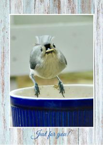 Tufted Titmouse