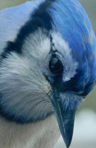 Blue Jay Notebook