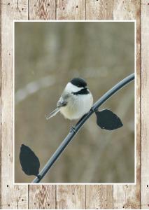 Chickadee-dee-dee