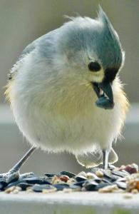 Tufted titmouse Notebook