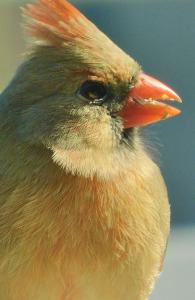 Lady Cardinal Notebook