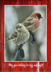 Cozy finches