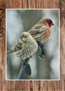 Finch mates