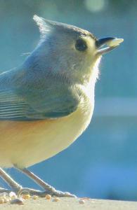 Tufted Titmouse Close-up