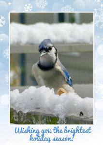 Holiday card - Blue jay