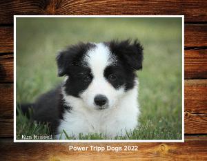 Power Tripp Dogs 2022