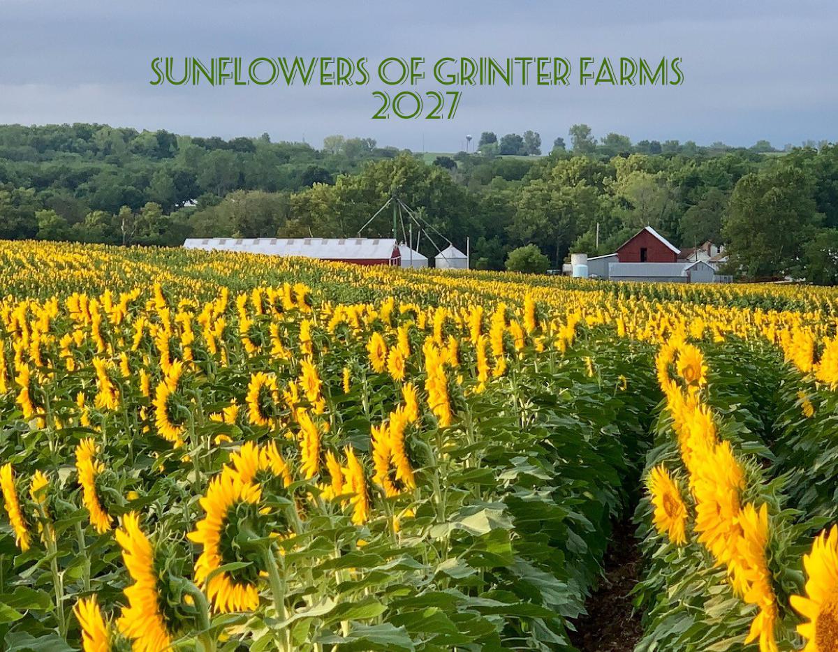 Sunflowers of Grinter Farms 2027