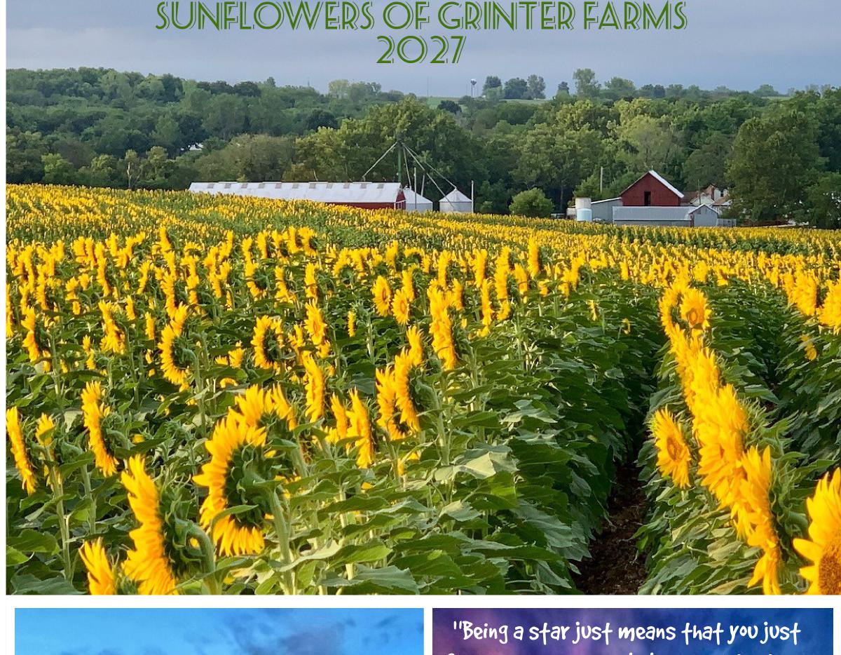 Sunflowers of Grinter Farms 2027