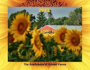 The Sunflowers of Grinter Farms - 2023