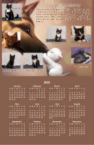 kittenacademy