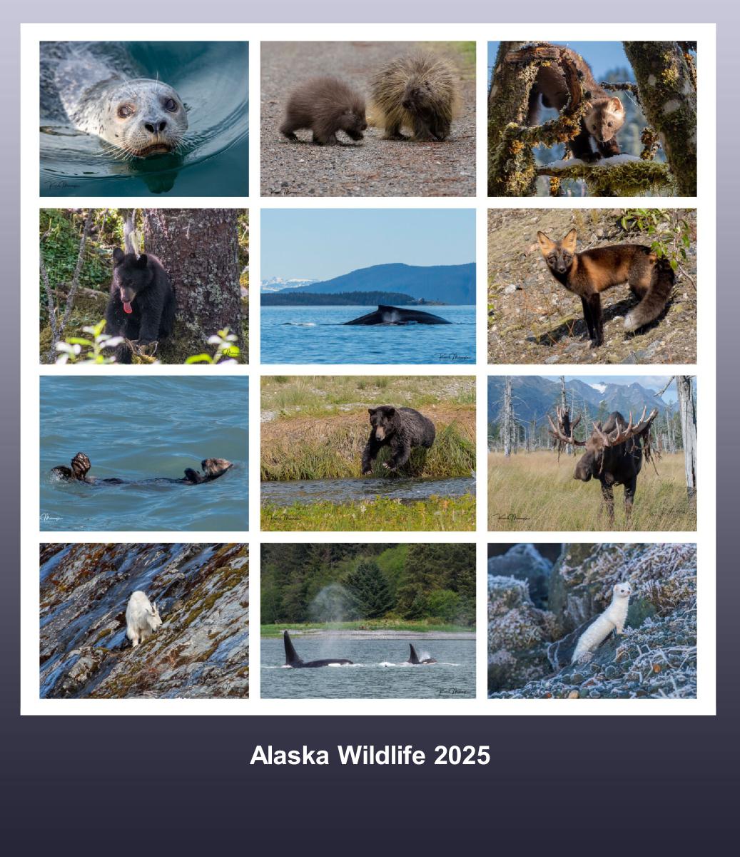 Alaska Wildlife CD Desk Calendar 2025