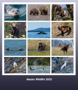 Alaska Wildlife CD Desk Calendar 2025