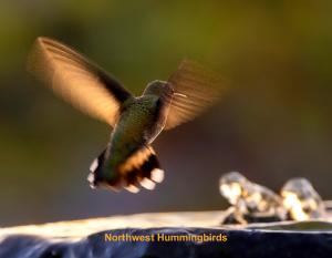 2023 Ken's Northwest Hummingbirds Calendar