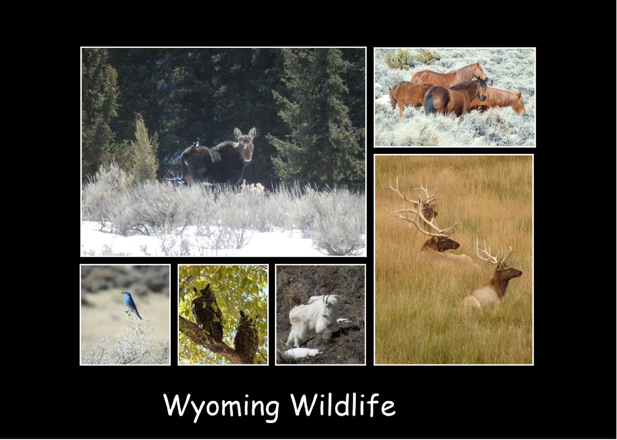 Wyoming Wildlife