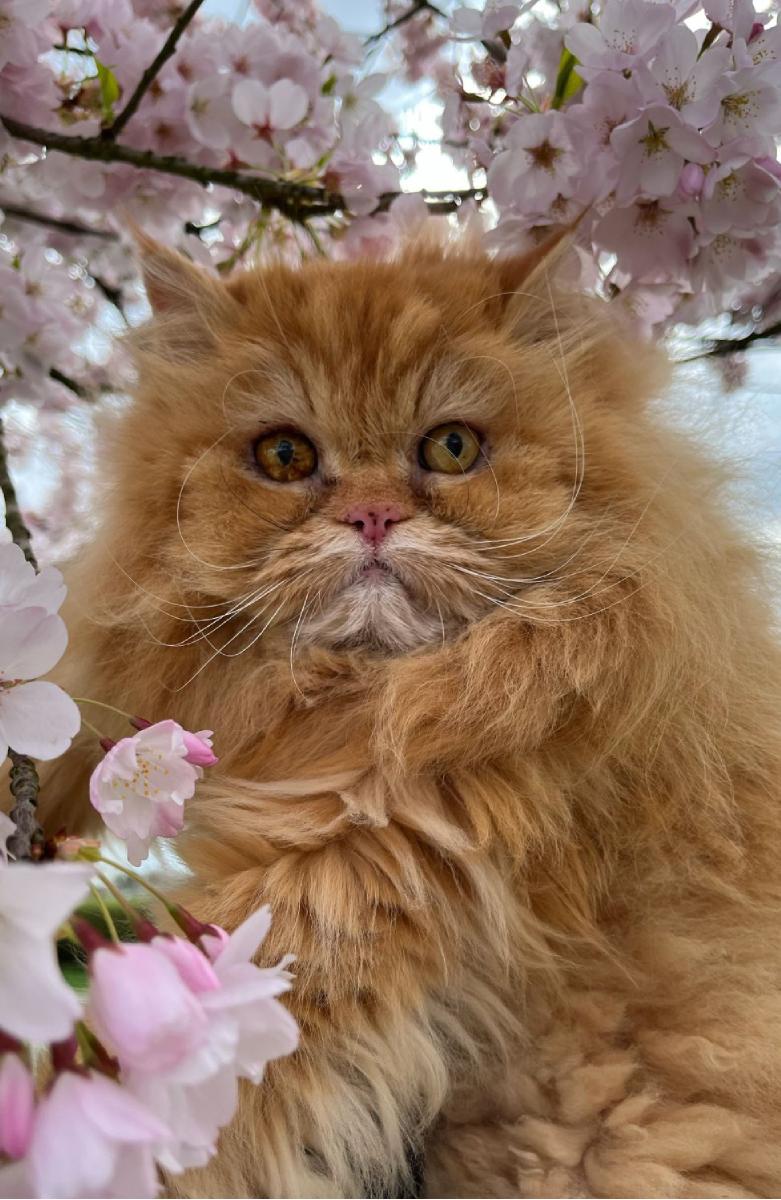 Cherry Blossom notebook