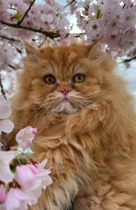 Cherry Blossom notebook