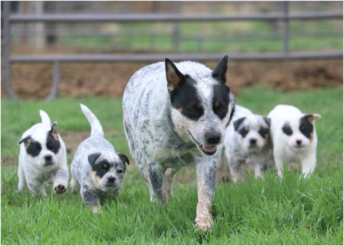 mottled australian cattle dog