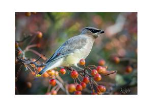 Waxwing and Berries
