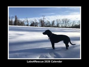 Labs4Rescue 2026 Calendar