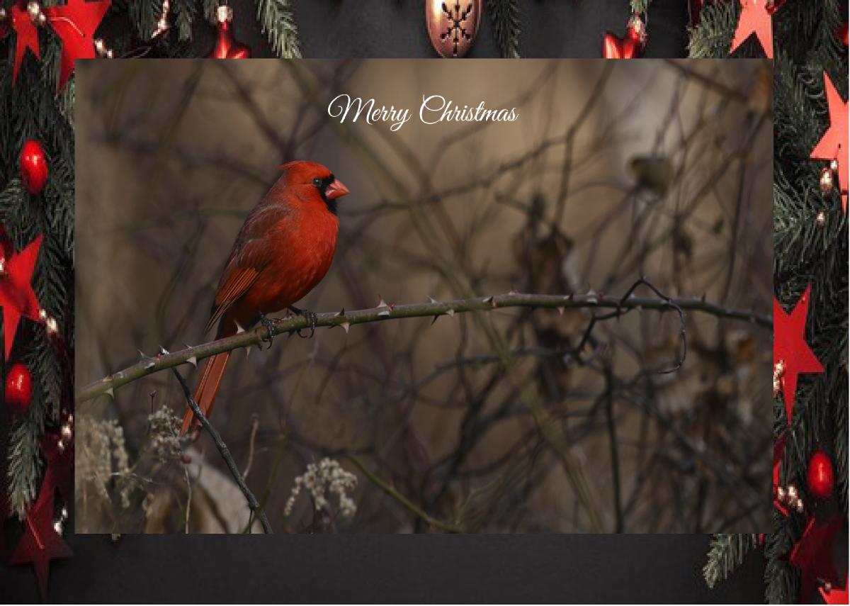 Cardinal Merry Christmas Card
