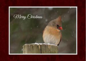 Cardinal In The Snow Christmas Card