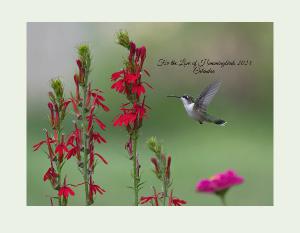 For the Love of Hummingbirds-2024 Calendar