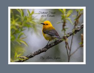 Feathered Friends 2026 Bird Calendar