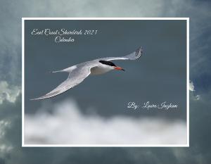 East Coast Shorebirds 2023 Calendar