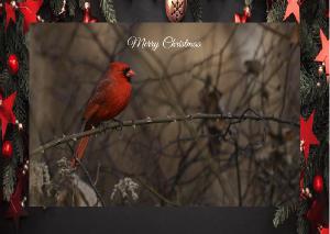 Cardinal Merry Christmas Card