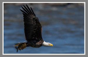 American Bale Eagle Poster