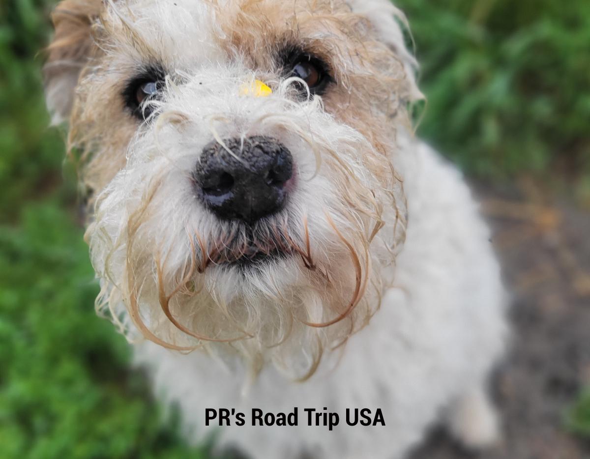 PR's Road Trip USA