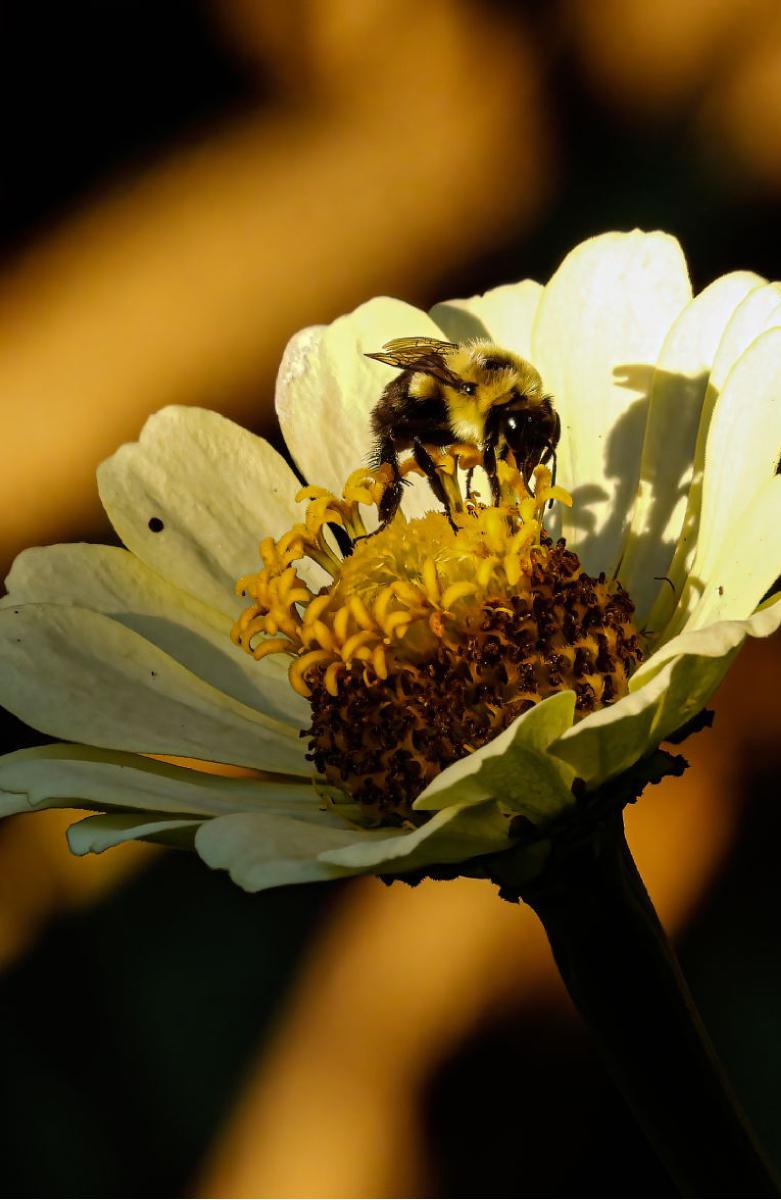 Bumblebee Notebook
