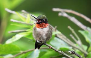 Ruby-Throated Hummingbird Poster