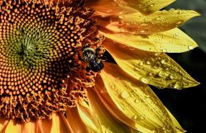 Sunflower Bee