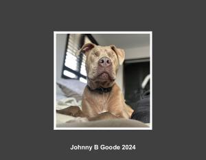 Johnny B Goode 2024