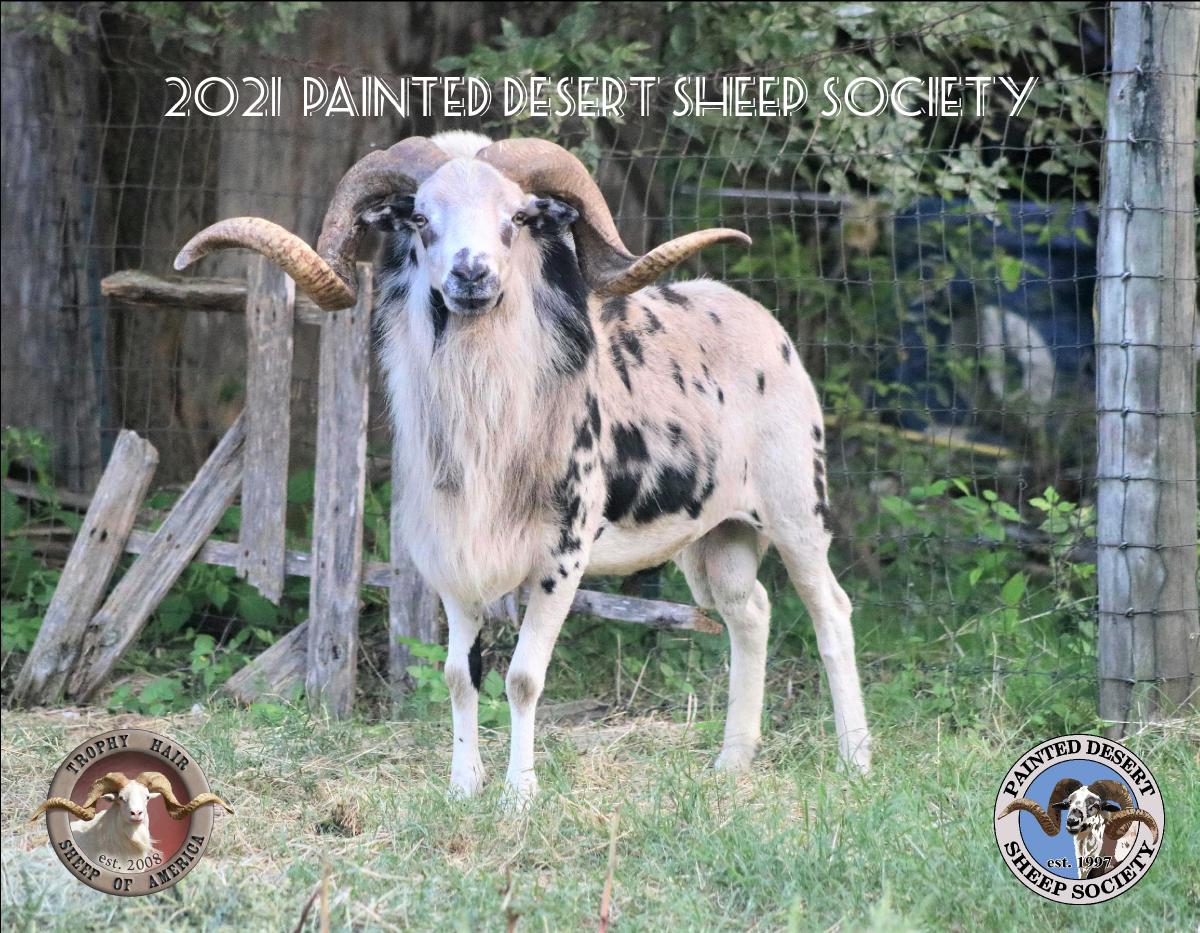 2021 Painted Desert Sheep Society Calendar Create Photo Calendars