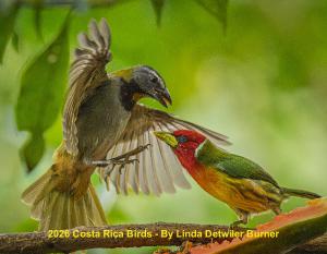 Costa Rica Birds 2026