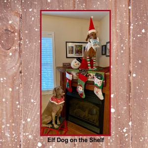 Elf Dog on the Shelf 8x8