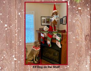 Elf Dog on the Shelf