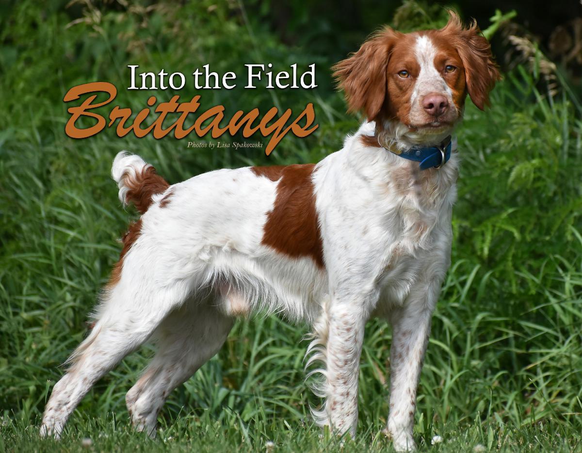 Into The Field-- Brittanys