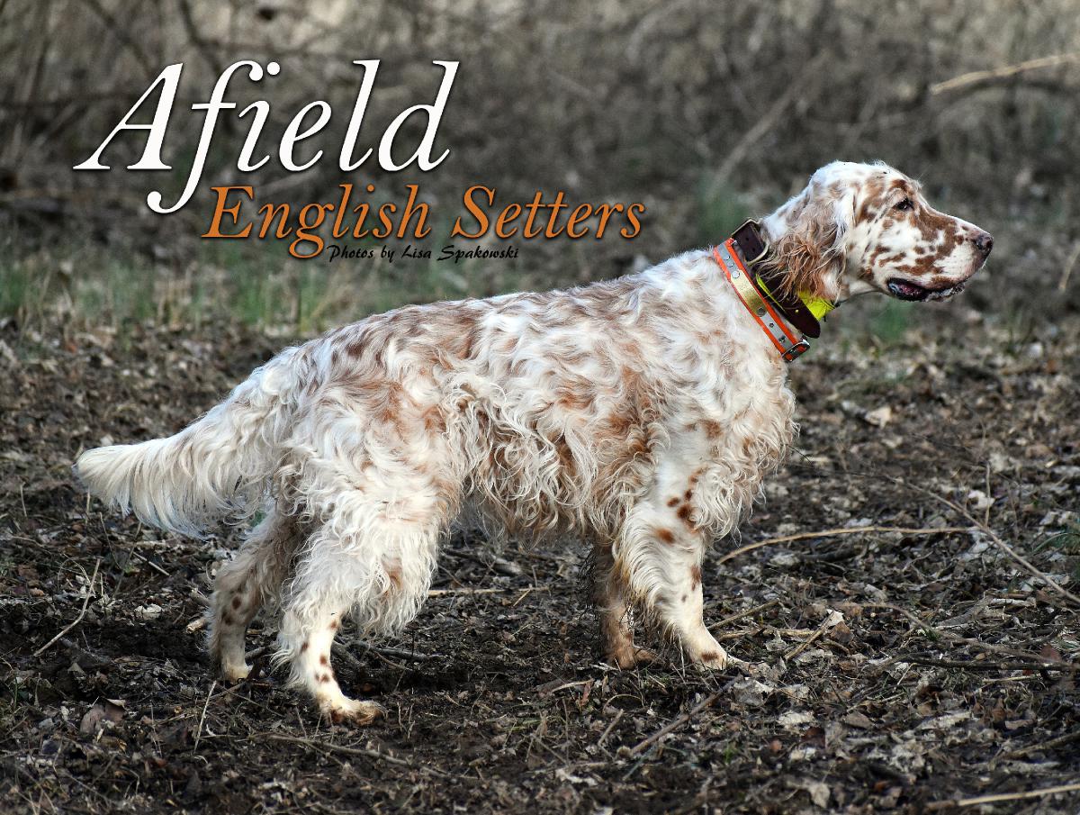 Afield English Setters