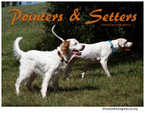 Pointers and Setters