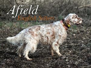 Afield English Setters