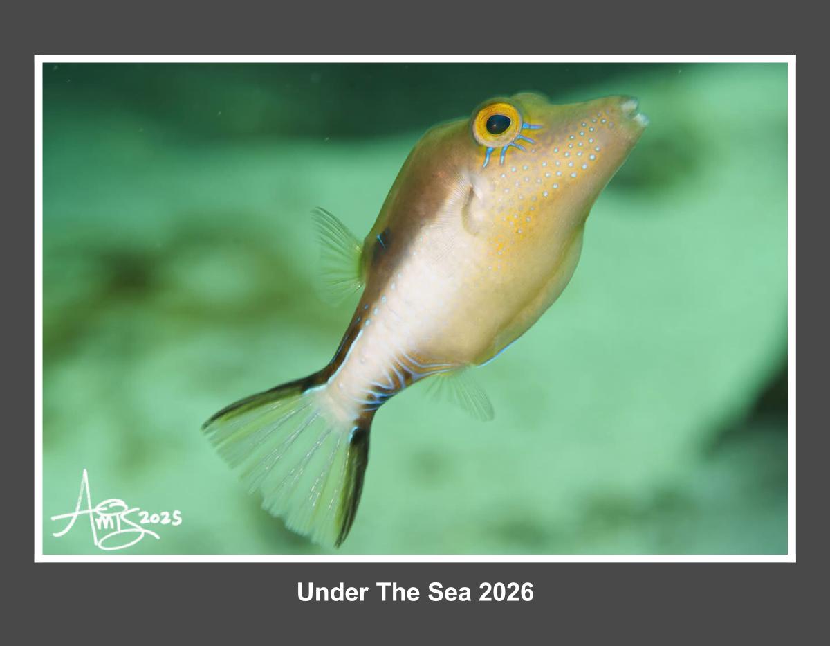 Under The Sea 2026