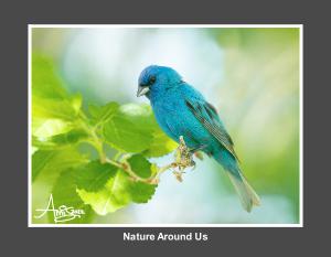 Nature Around Us