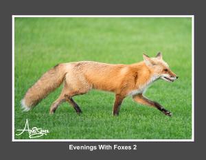 Evenings With Foxes 2