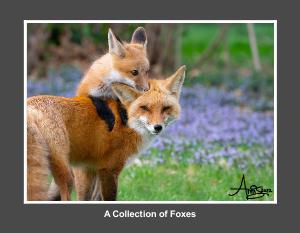 A Collection of Foxes