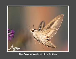The Colorful World of Little Critters