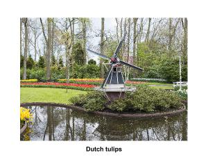Dutch tulips calendar