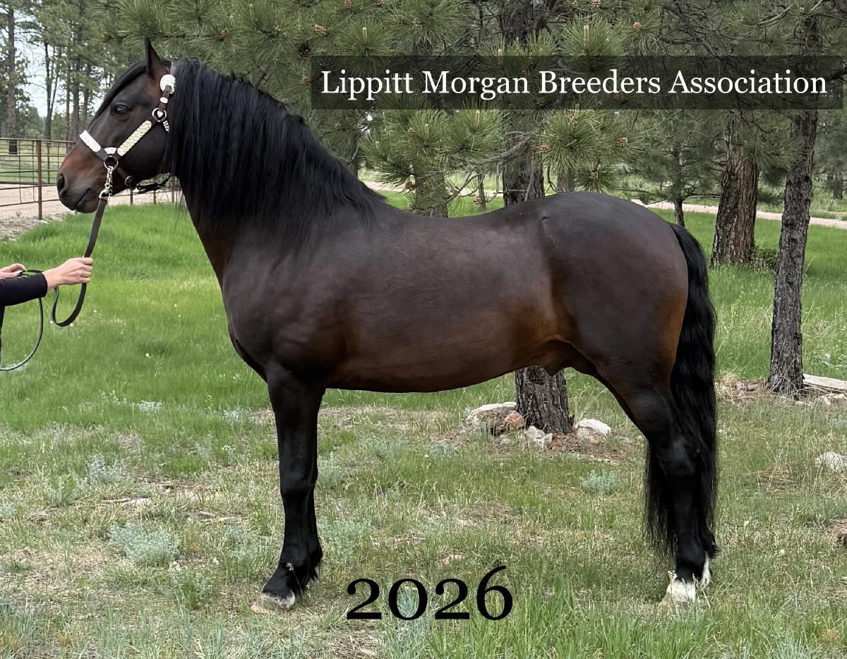 Lippitt Morgan Breeders' Assoc 2026 Calendar